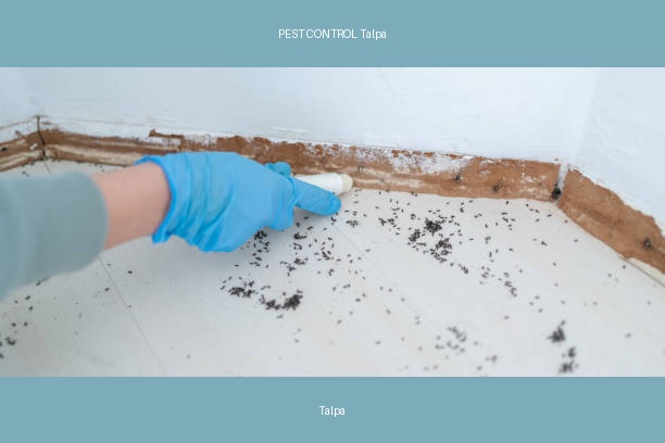 PEST CONTROL Talpa